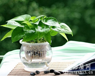 植物养殖要注意什么