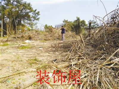 上百棵黄花梨树被毁 涉事“村长”拒绝回应