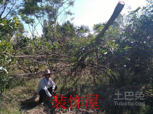 村民600株黄花梨树被偷 损失有几百万！