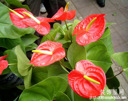 火鹤花和红掌区别是什么？火鹤花和红掌区别介绍